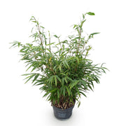 Fargesia robusta Pingwu