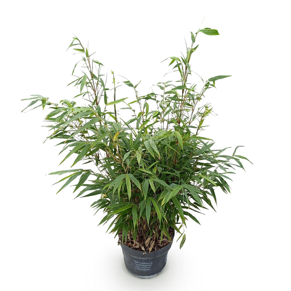 Fargesia robusta Pingwu, kenmerkend blad