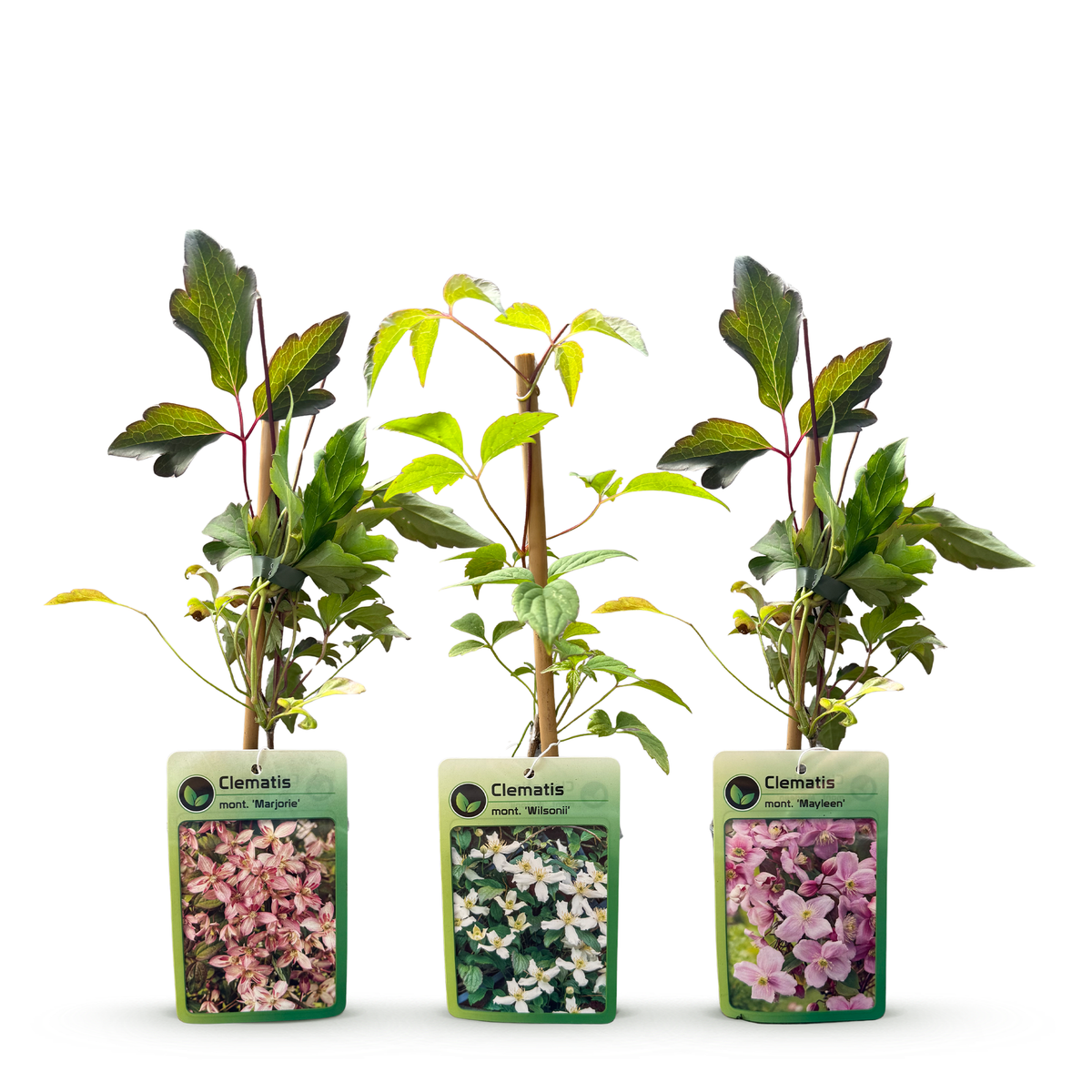Bergclematis Clematis montana mix, wit en roze, kenmerkend blad
