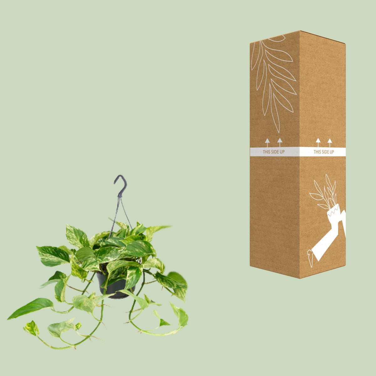 Detailfoto van Epipremnum Marble Queen - Scindapsus