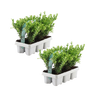 12x Ilex crenata 'Jenny'