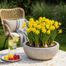 Narcis Tete