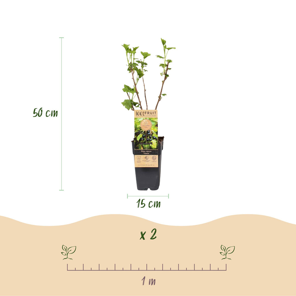 2x Bessenplant Titania, kenmerkend blad