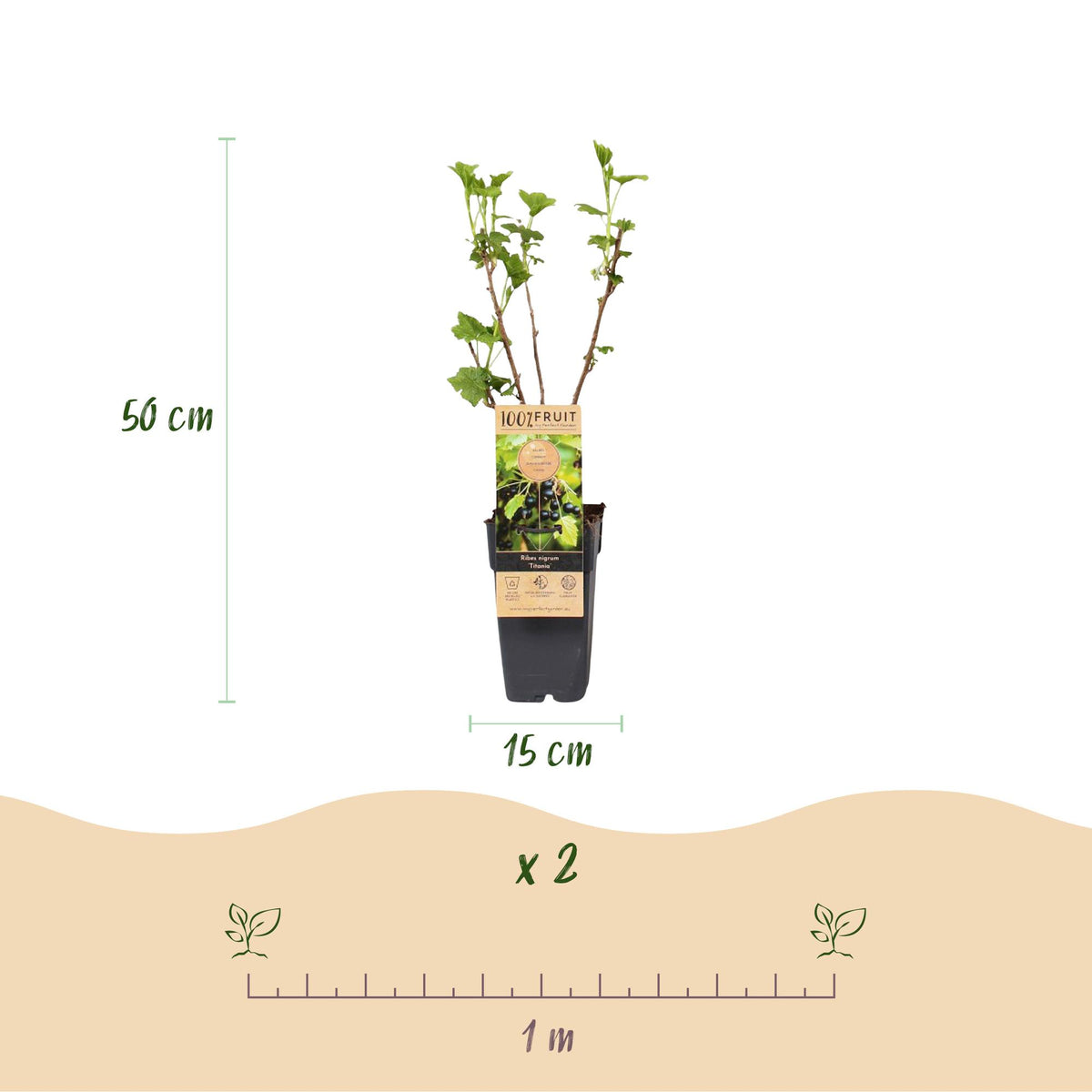 2x Bessenplant Titania, kenmerkend blad