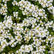 Thymus praecox &