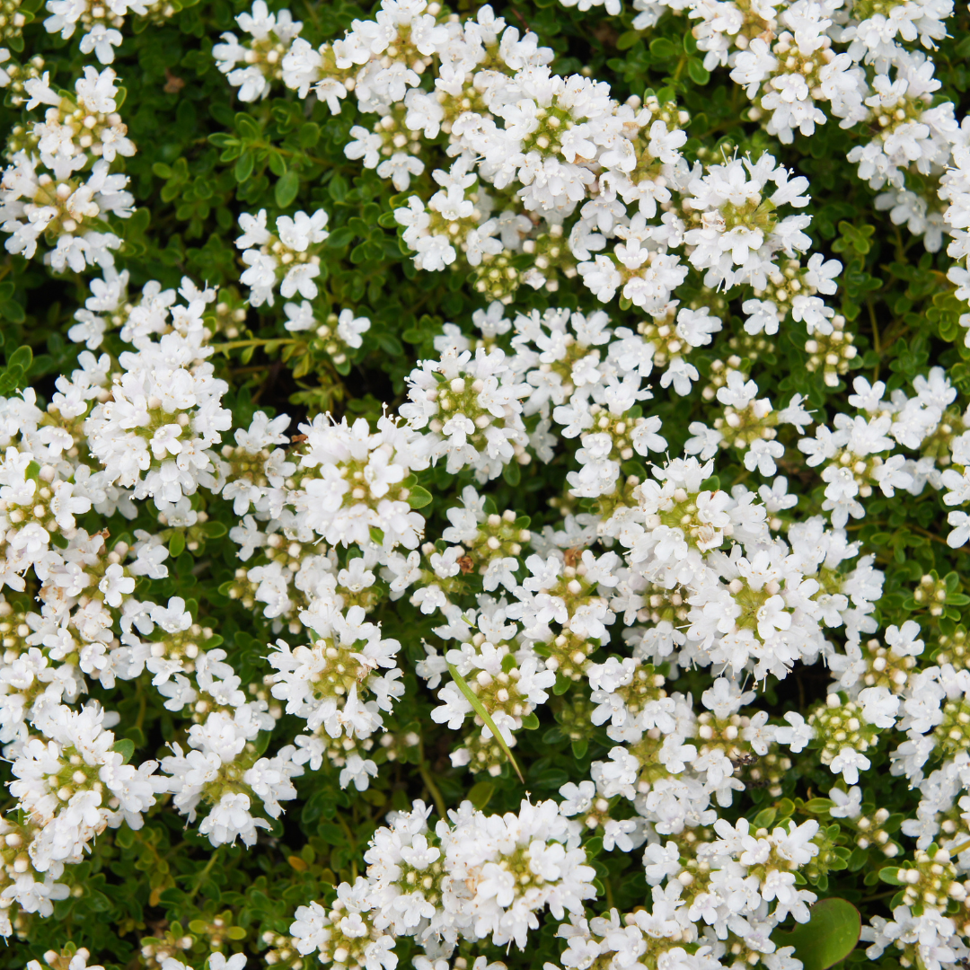 Thymus praecox 'Albiflorus', sierlijke plant