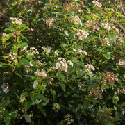 Viburnum tinus Eve Price