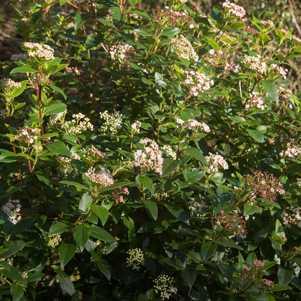 Viburnum tinus Eve Price, detail van het blad