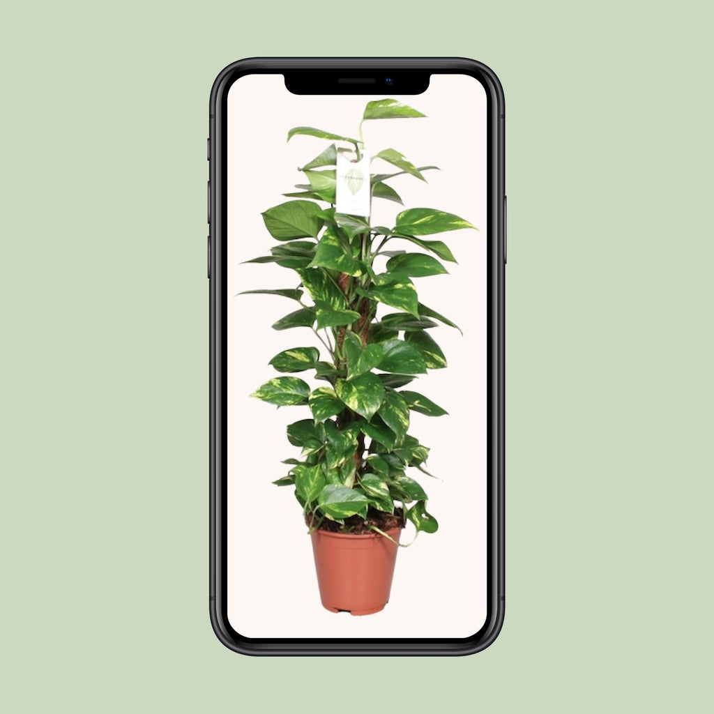 Detailfoto van Epipremnum Pinnatum Mosstok 80cm Scindapsus