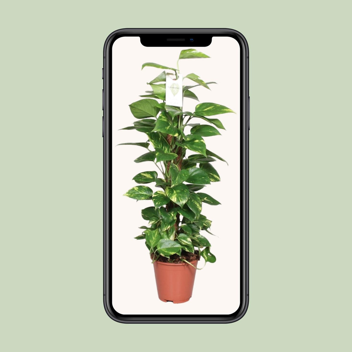 Detailfoto van Epipremnum Pinnatum Mosstok 80cm Scindapsus