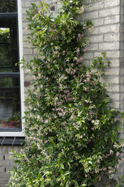 Trachelospermum &