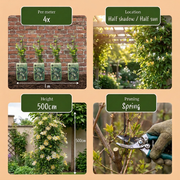 Lonicera japonica &