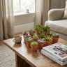 Mini Succulenten Mix - 15 Stuks - Ø