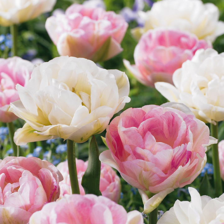 Gevulde tulp &