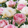 Gevulde tulp 'Double Sensation' bloembollen