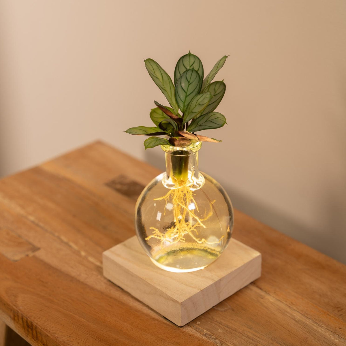 Productfoto van Calathea in Samoa glas met LED verlichting