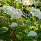 Hortensia Annabelle, heester met grote witte bloembollen, sierlijke plant