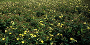 Hypericum inodorum &