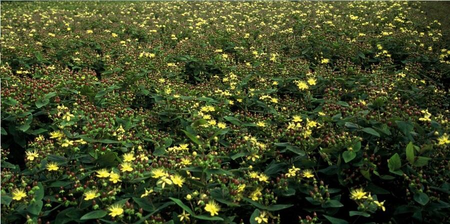 Hypericum inodorum 'Rheingold', groene bladeren