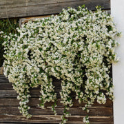 Trachelospermum jasminoides