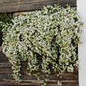Trachelospermum jasminoides