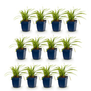 Carex morrowii &