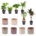 Mini kamerplanten, set van 6 in keramische potjes Madrid, plant in pot