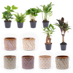 Mini kamerplanten, set van 6 in keramische potjes Madrid, plant in pot