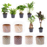 Mini kamerplanten, set van 6 in keramische potjes Madrid
