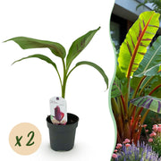 Bananenplant Musa sikkimensis Red Tiger, 30 cm hoog