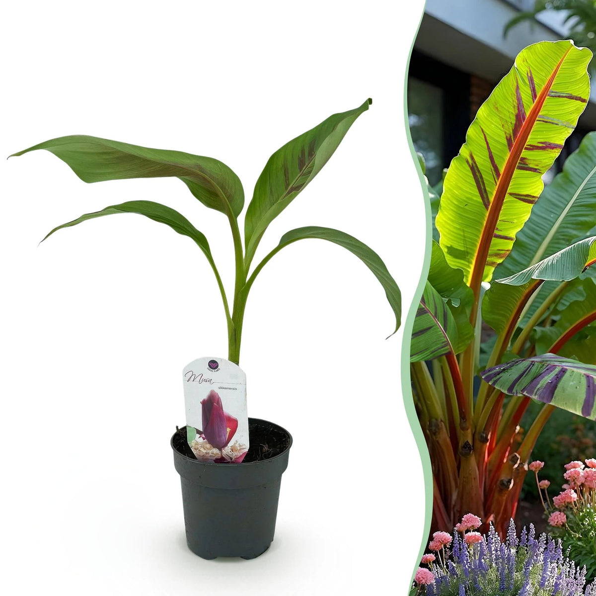 Bananenplant Musa sikkimensis Red Tiger, 30 cm hoog, groeiwijze van de plant