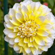 Dahlia &