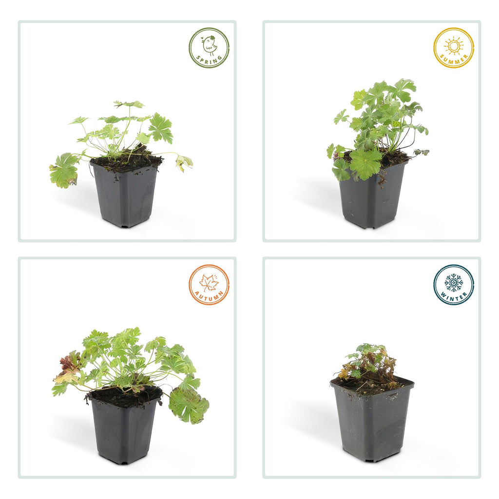 Geranium cant. 'Biokovo', gezonde plant