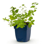 Nepeta faassenii 'Six Hills Giant' - Kattenkruid - Paars, plant in pot
