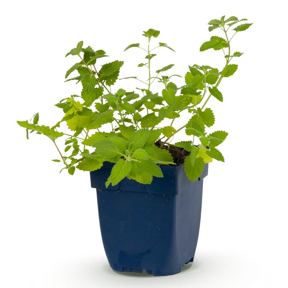 Nepeta faassenii 'Six Hills Giant' - Kattenkruid - Paars, plant in pot