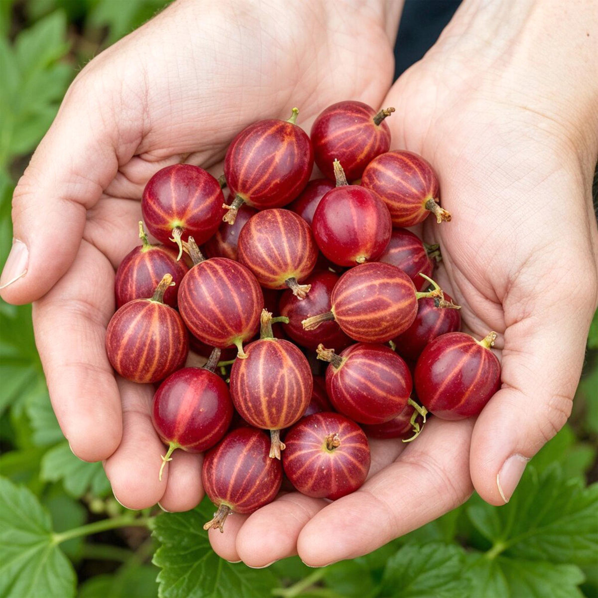 Kruisbes Ribes uva-crispa Hinnomäki Röd, groeiwijze van de plant
