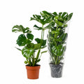 Monstera deliciosa, gatenplant met grote gespleten bladeren, in kweekpot