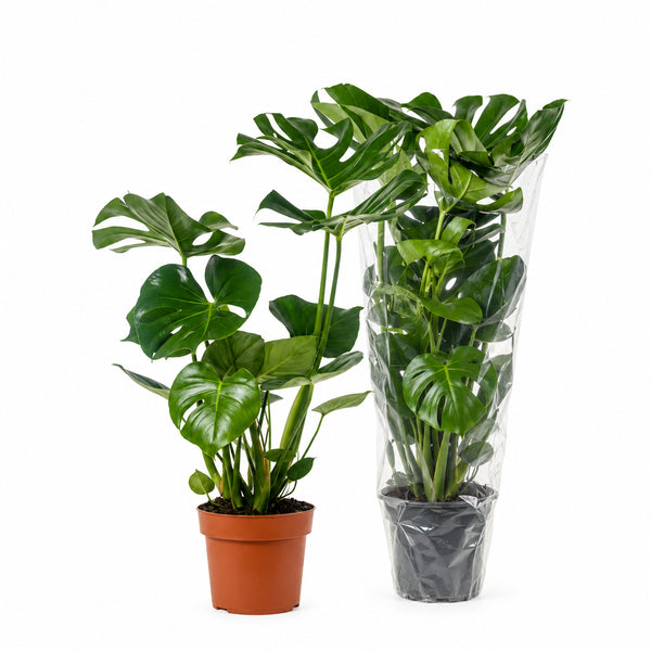 Monstera Deliciosa