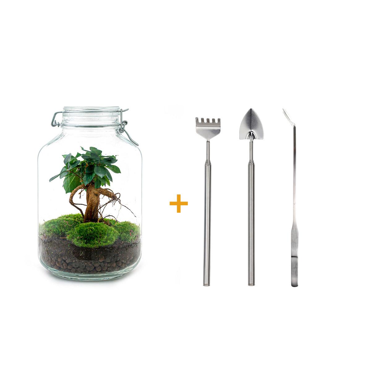 Detailfoto van DIY bonsai terrarium Jar Ficus ginseng, hark, schep, pincet