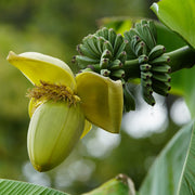 Bananenplant Musa Basjoo, 40 cm hoog