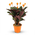 Calathea Crocata, detail van het blad