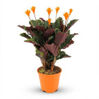 Calathea Crocata, detail van het blad