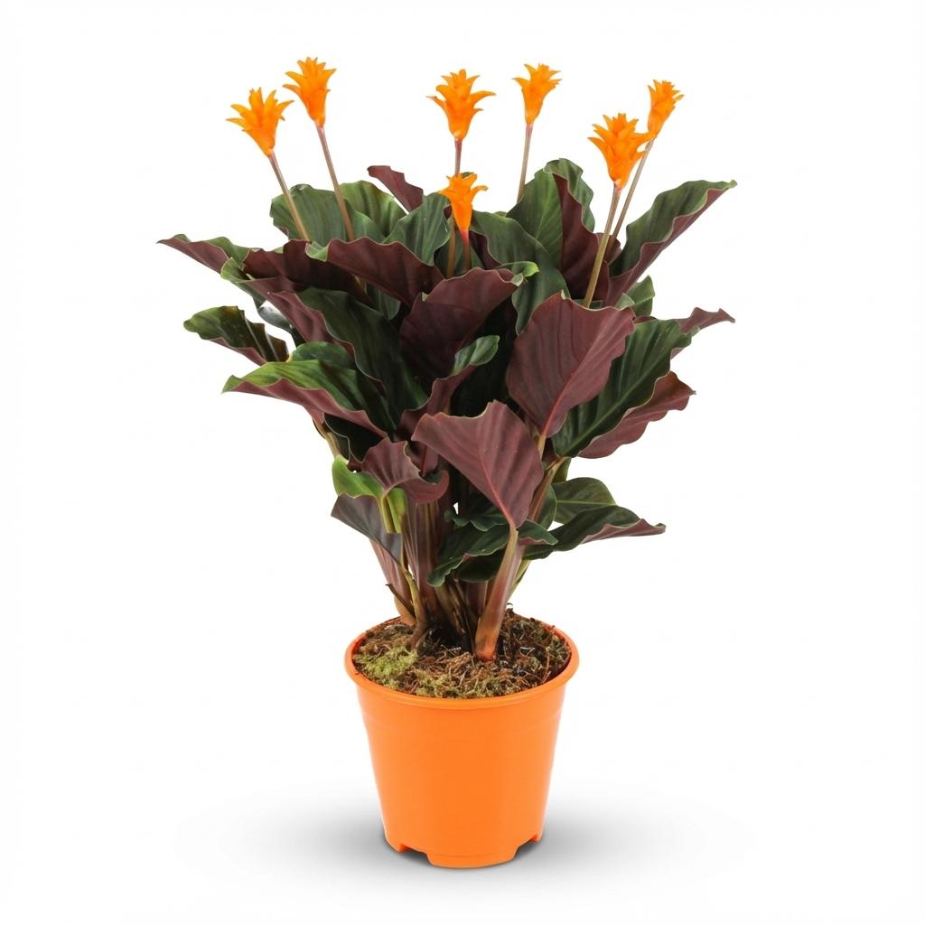 Calathea Crocata, detail van het blad