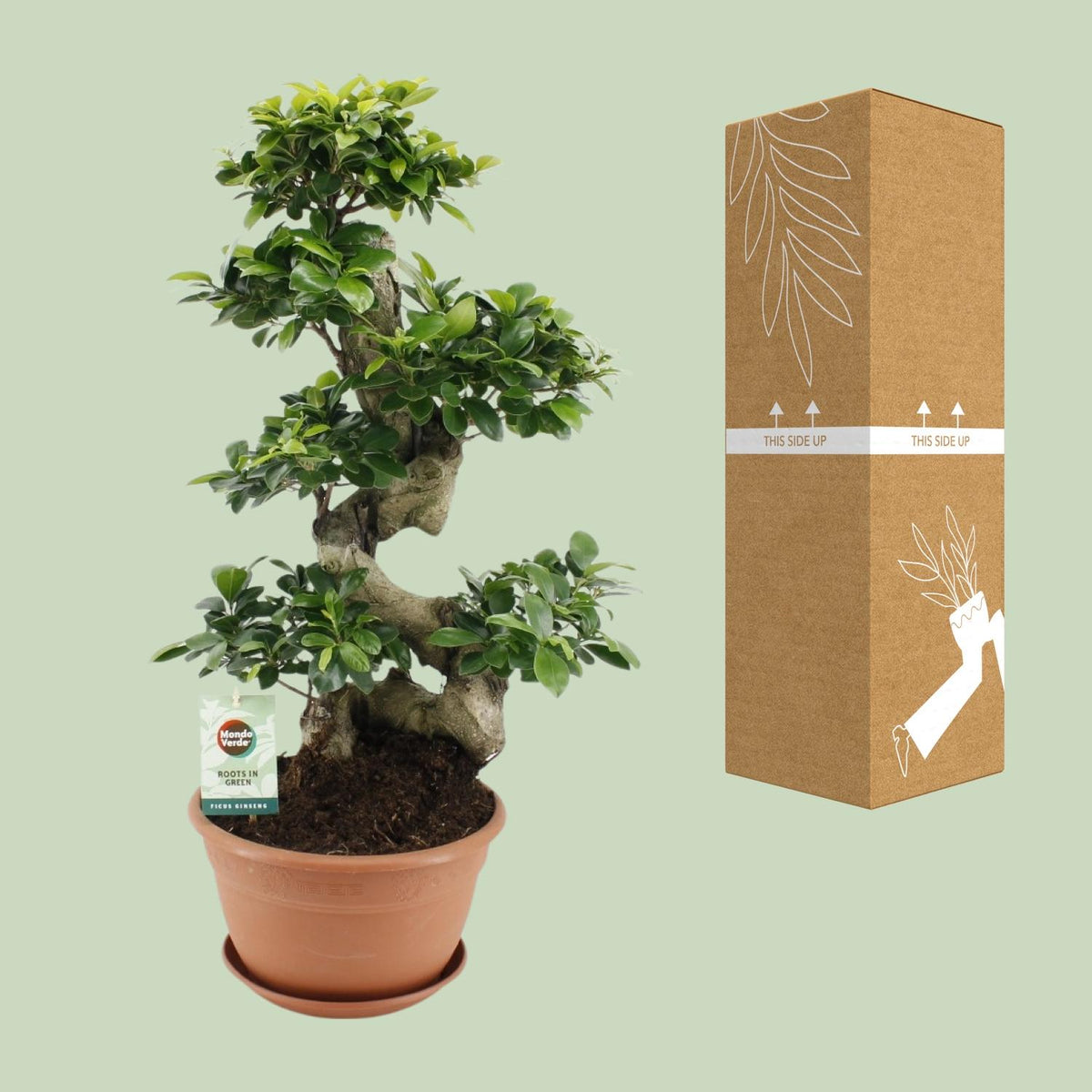 Detailfoto van Ficus Ginseng