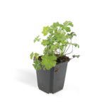 Geranium cant. 'Biokovo', groeiwijze van de plant