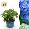 Hortensia Endless Summer The Original Blue