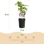 Productafbeelding van Pureplant