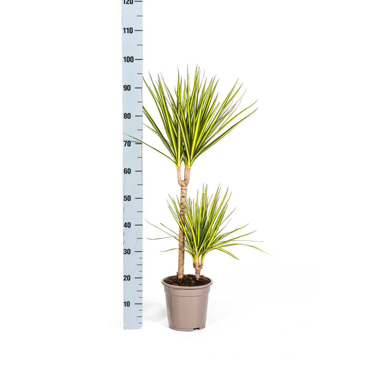 Dracaena Marginata Sunray, detail van het blad