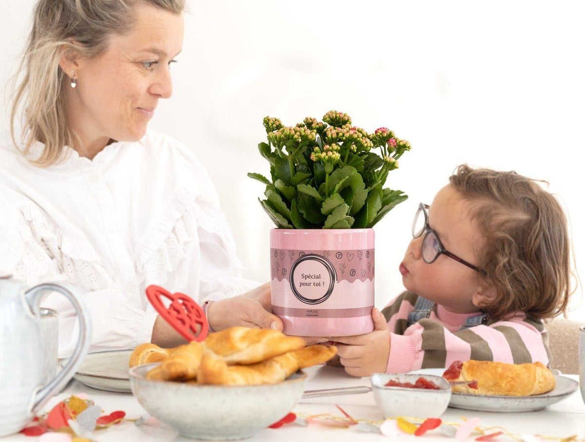 Kalanchoe Pink In P&PURE "SPECIAL POUR TOI" Verpakking, plant in pot
