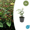 Hypericum inodorum
